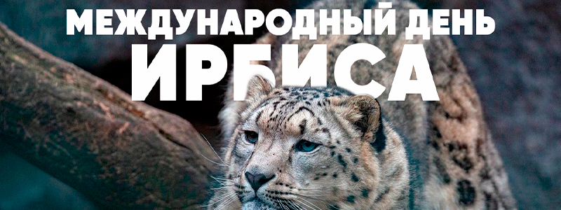 Праздник снежного барса С Международным днем ирбиса!